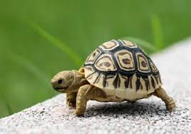 tortoise